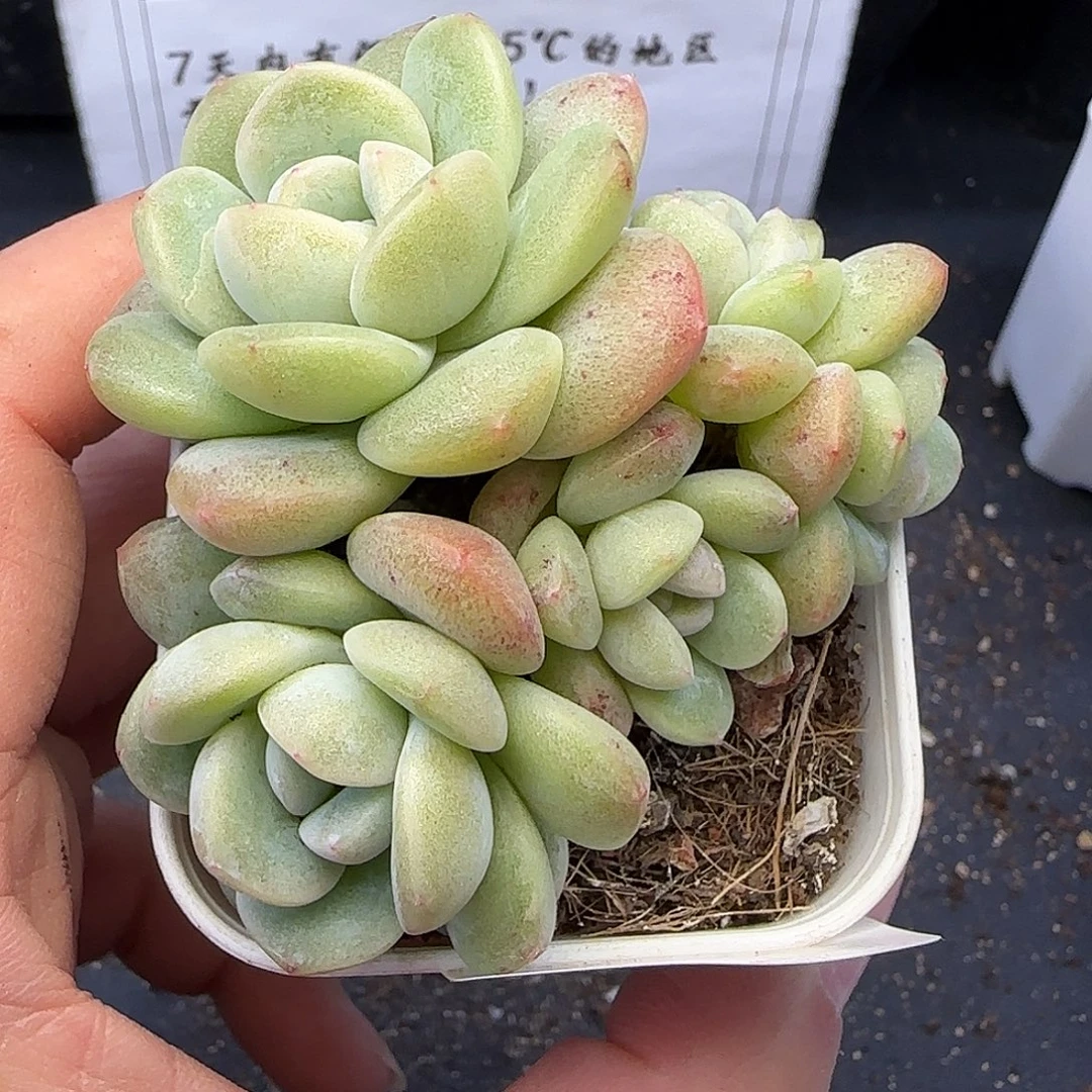 【满29包邮非偏远】256不保整5头白体冰玉