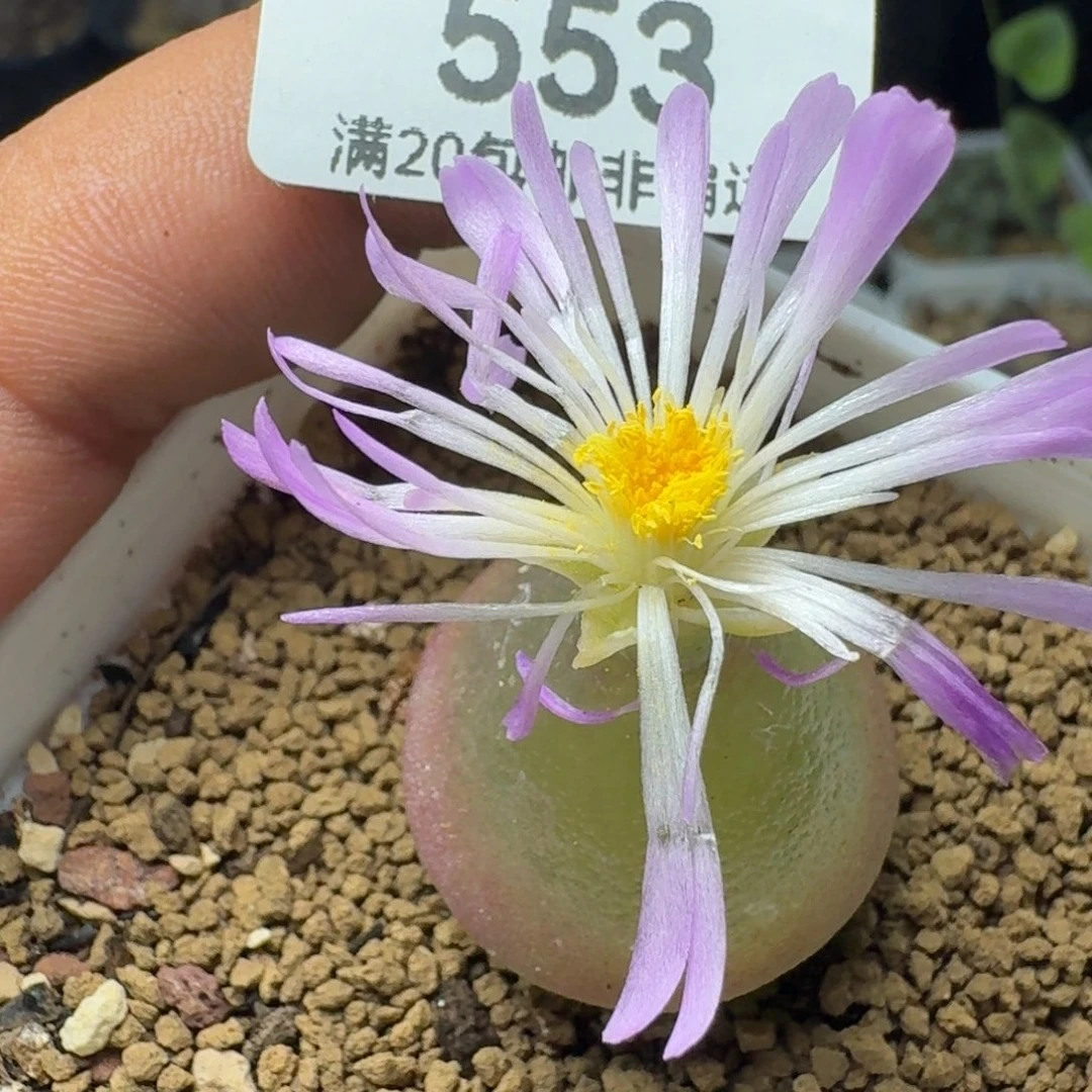 灯泡2.6带盆土。