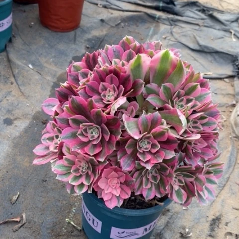 粉女巫多肉植物018