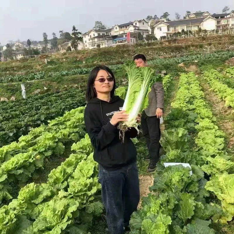 贵州甜脆青口白种子60天高桩直筒早熟青麻叶大白菜四季蔬菜种籽孑