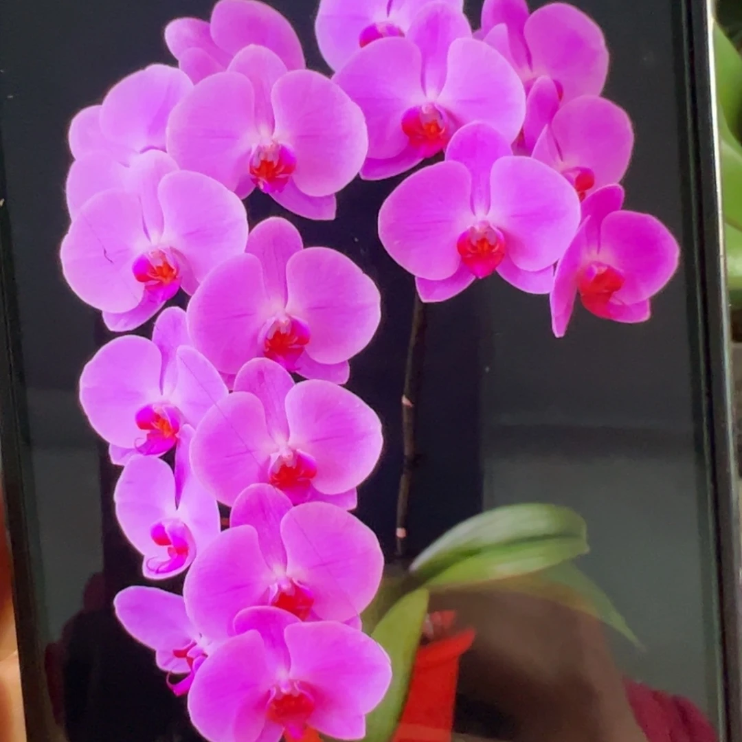 当前无花栽培后可以开花带剑大苗粉冠军新苗凑单发货