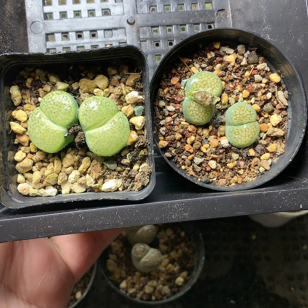 大****瓜D142多肉植物保护