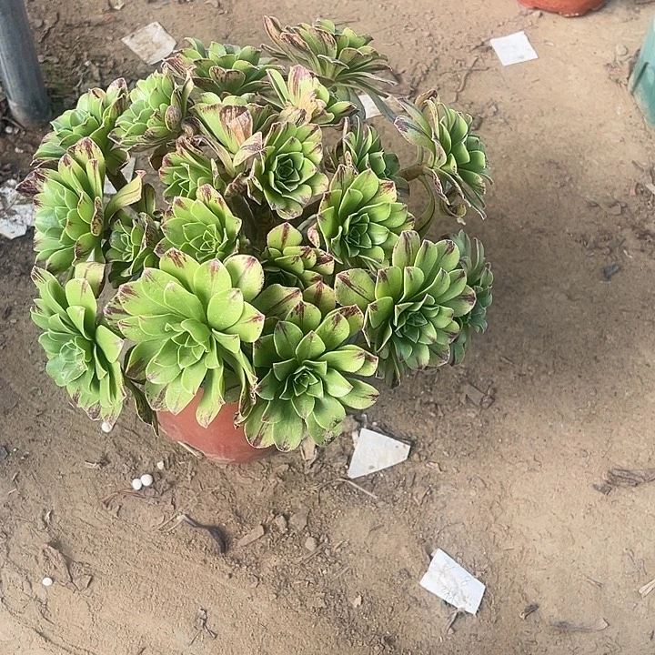 碧虎玫瑰玫瑰玫瑰玫