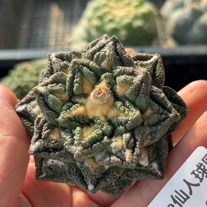 咱254根点 仙人球的故事