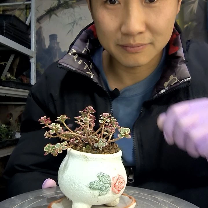 顺***2中青园艺一物一拍花440