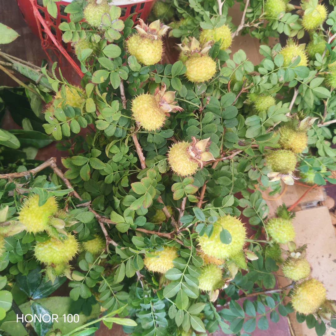 贵州本地高山野生新鲜刺梨现采现发维C满满可泡酒泡茶