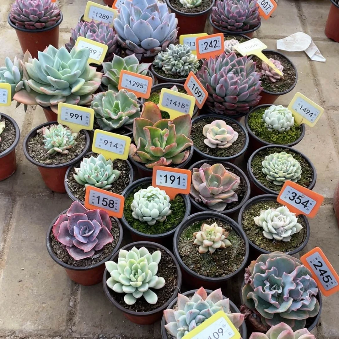 【闪购商品】小***爱1109三颗一组