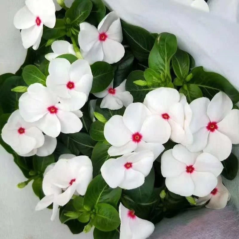 长春花种子花期长多年生花海庭院室内阳台盆栽花卉花草种籽