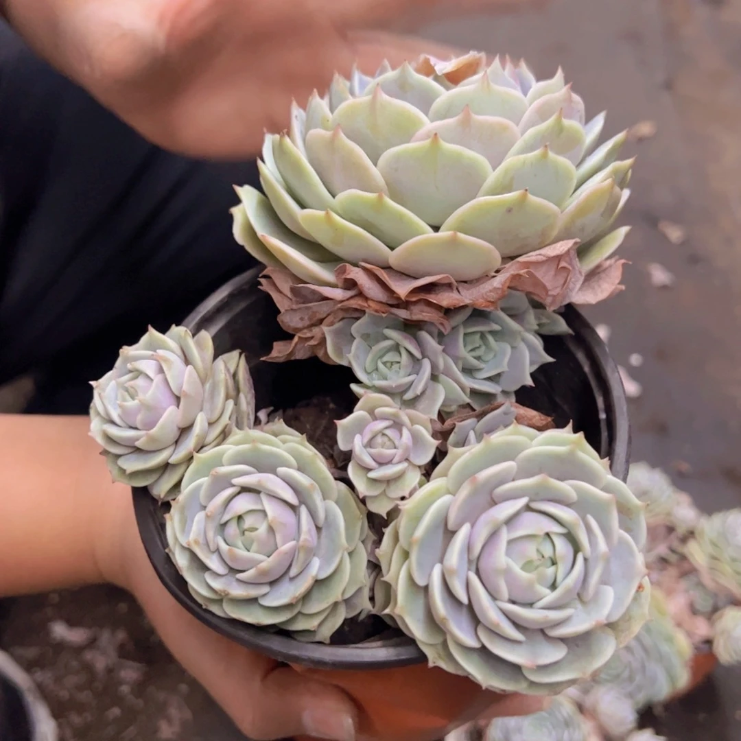 露娜莲三头起发，160杯