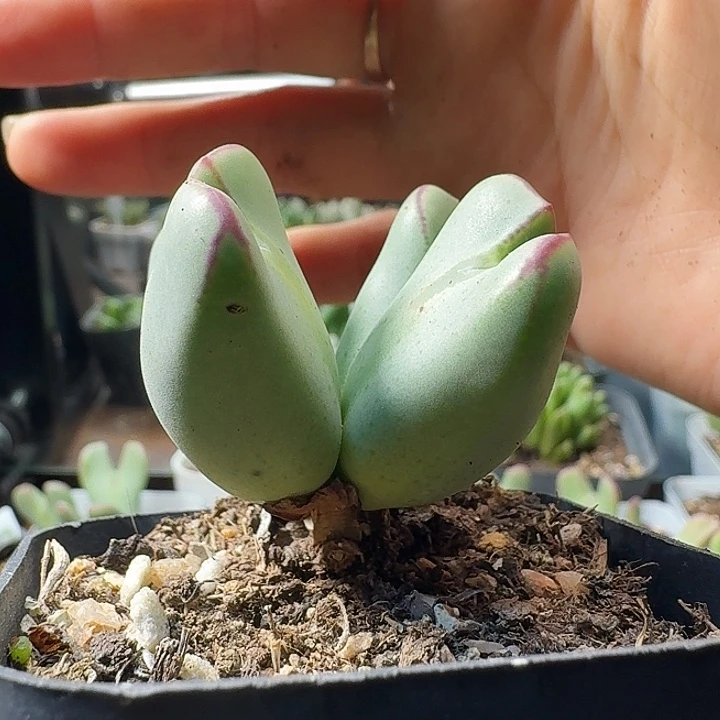 少将一物一拍多肉256