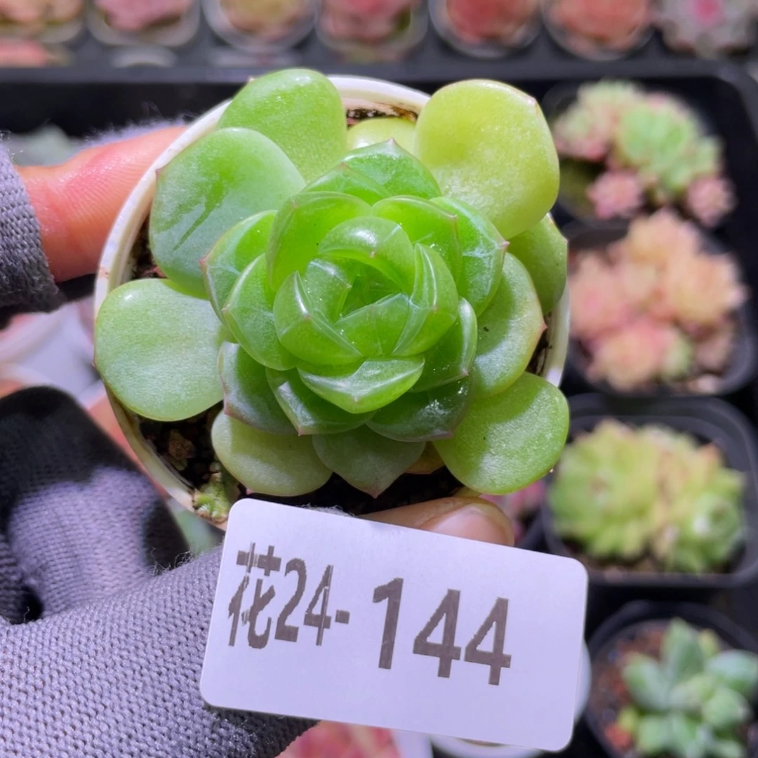 花利美24-144新品珍妮