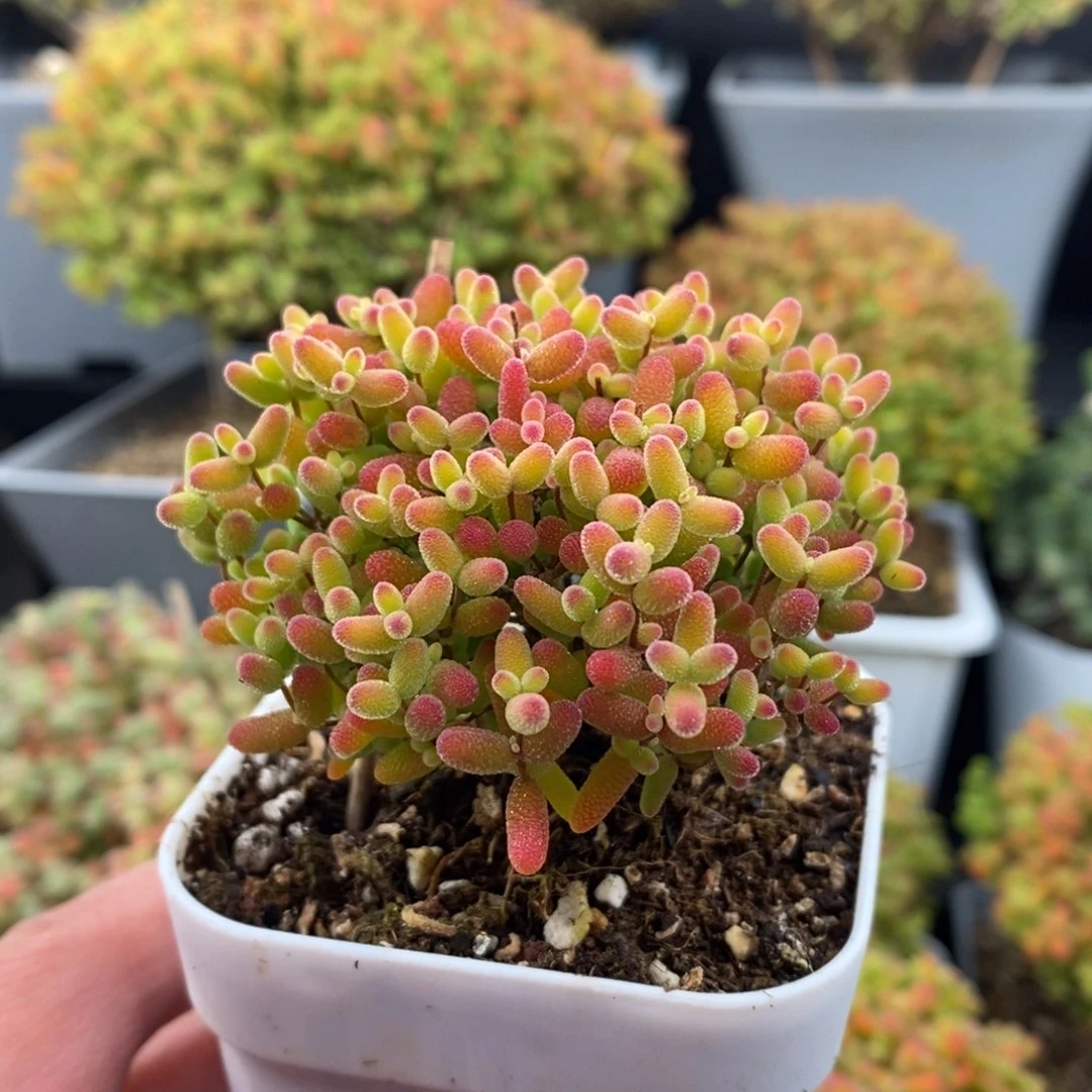 皎***皎无花朵31号蜜橘糖球（特价）