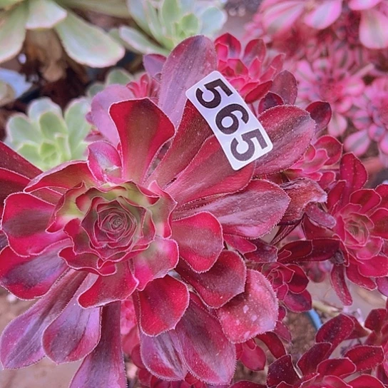 亮***笑多肉植物一个法师偏头