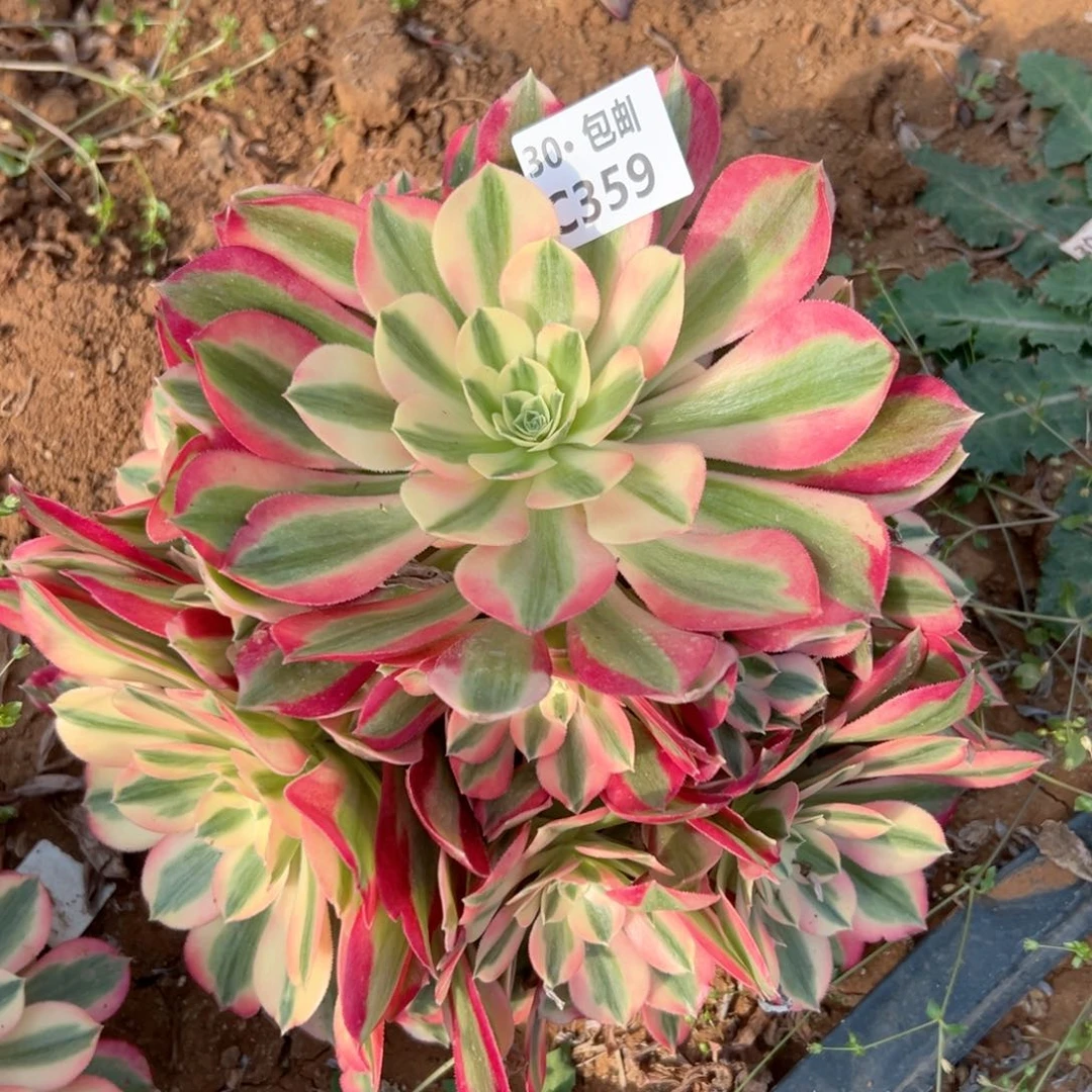 359女巫多肉法师