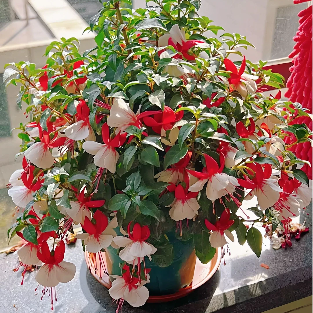 丛生倒挂金钟 灯笼花盆栽耐热花量大易爆盆多季节开花新手易养护