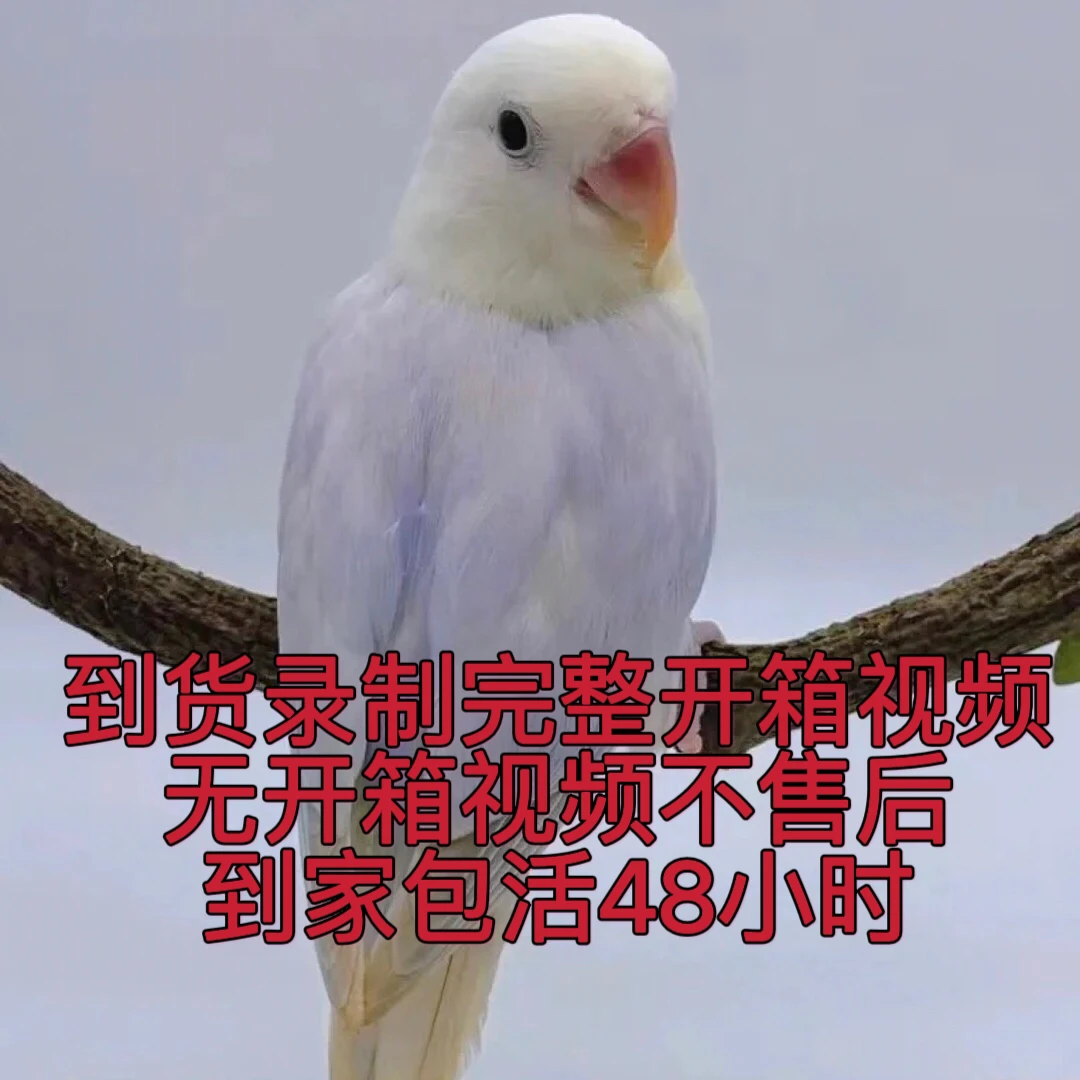 手养牡丹鹦鹉活体宠物特色牡丹可上手互动亲人宠物鸟（直播间专拍）