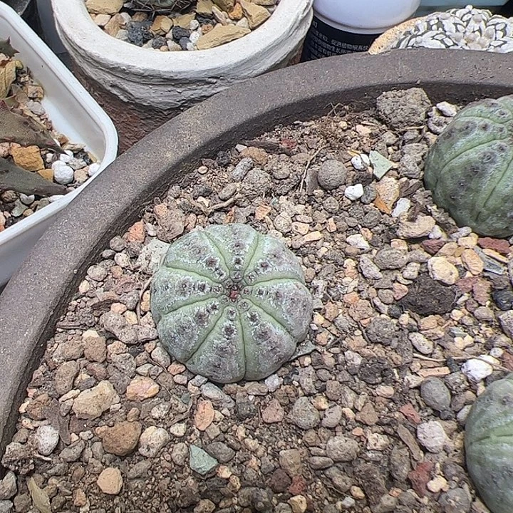 神玉布纹球所见所得哈哈哈哈