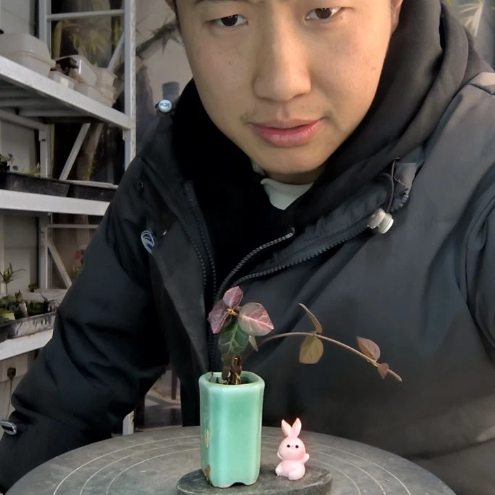 ঞ****。小盆景小植物一物一拍94