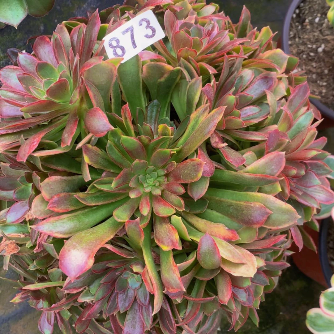 【闪购商品】873娜迦多肉