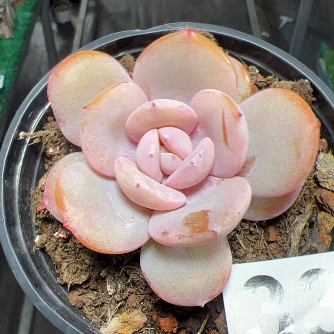 338 奶茶多肉植物组合盆栽