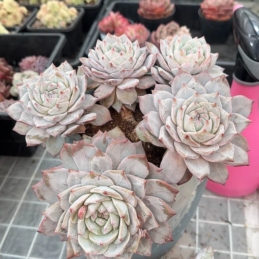 从前慢花园精选粉蓝鸟