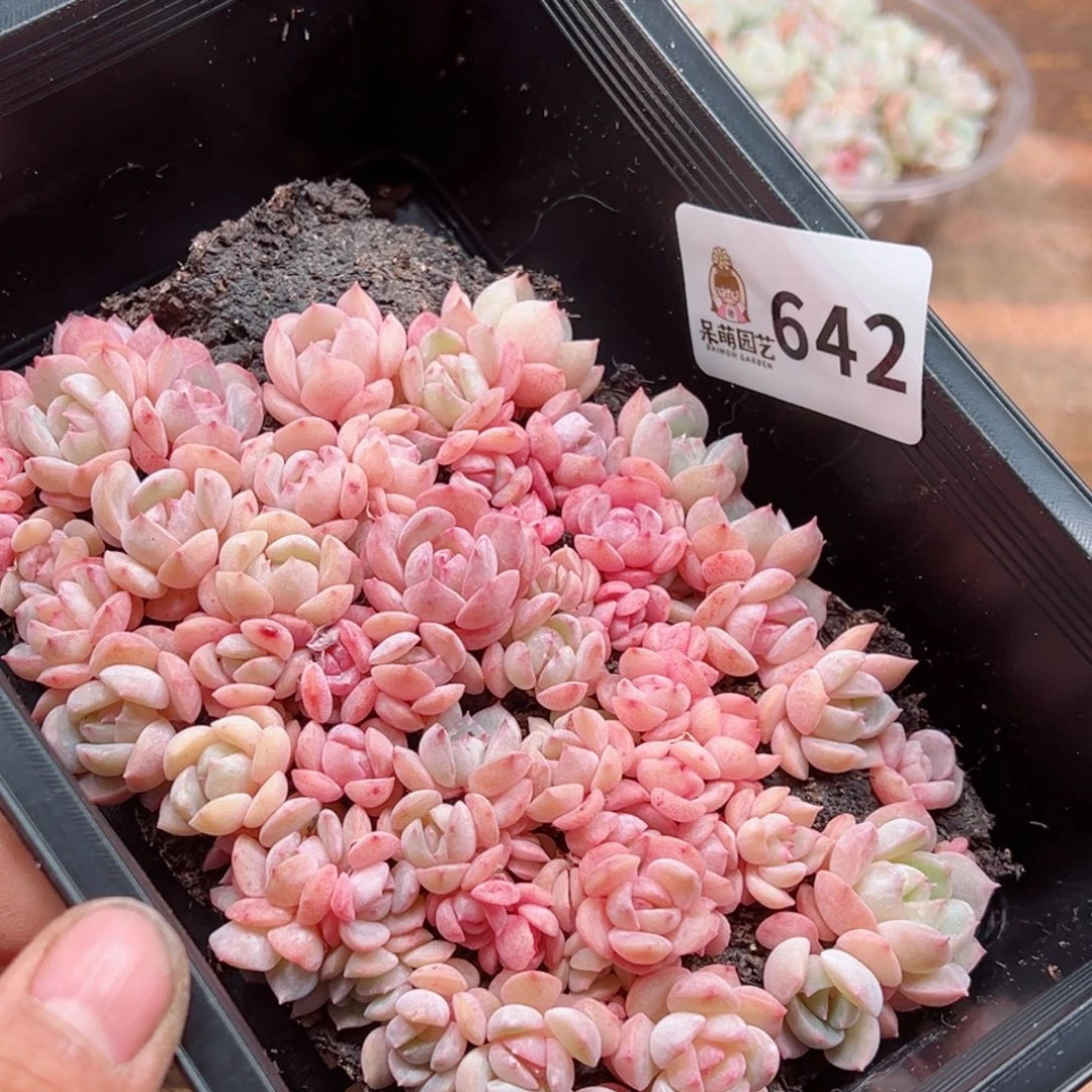 多肉植物多肉植物