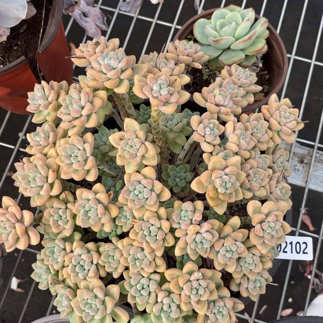 2102奶酪蛋糕一物一拍