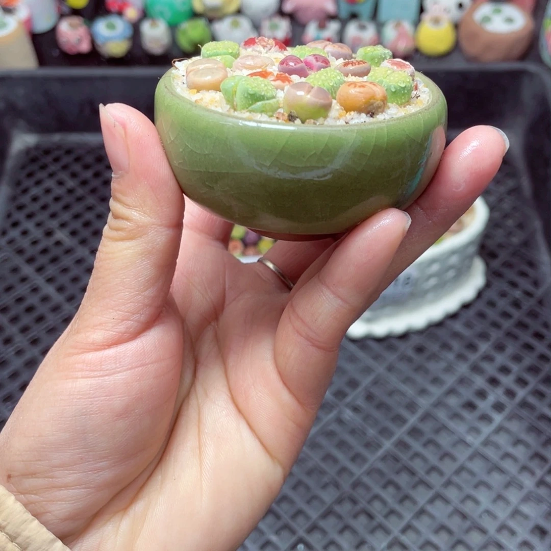 w5620 带盆土发货-零下地区拍保温箱