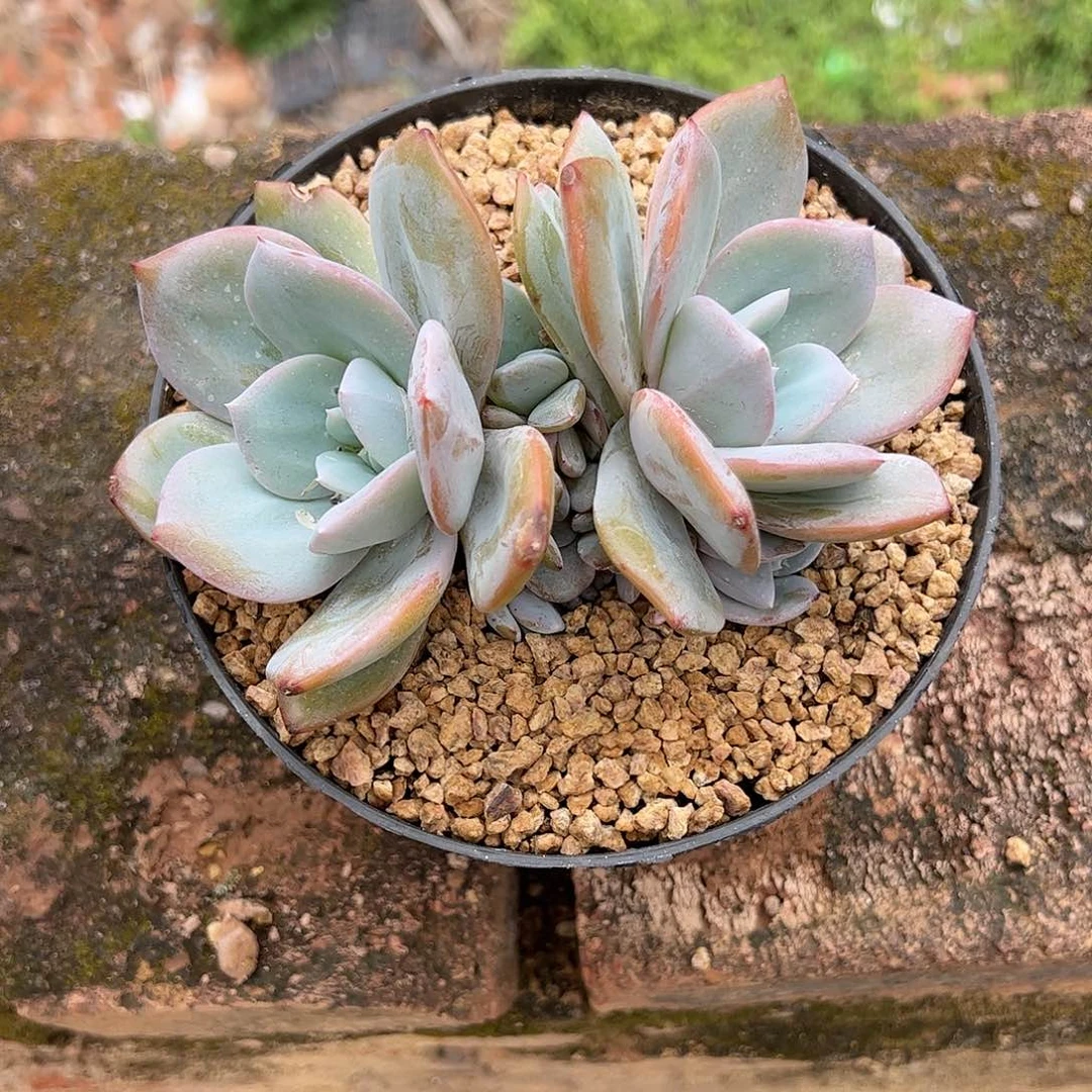 【闪购商品】奶茶福利