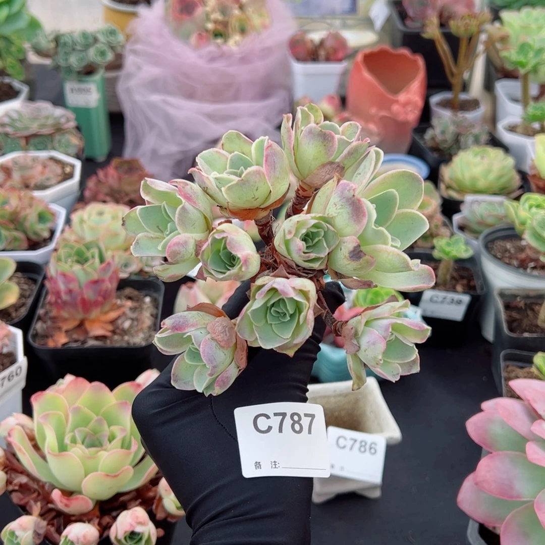 玫***花787黄帕杂老桩飘枝群福利。  一物一拍