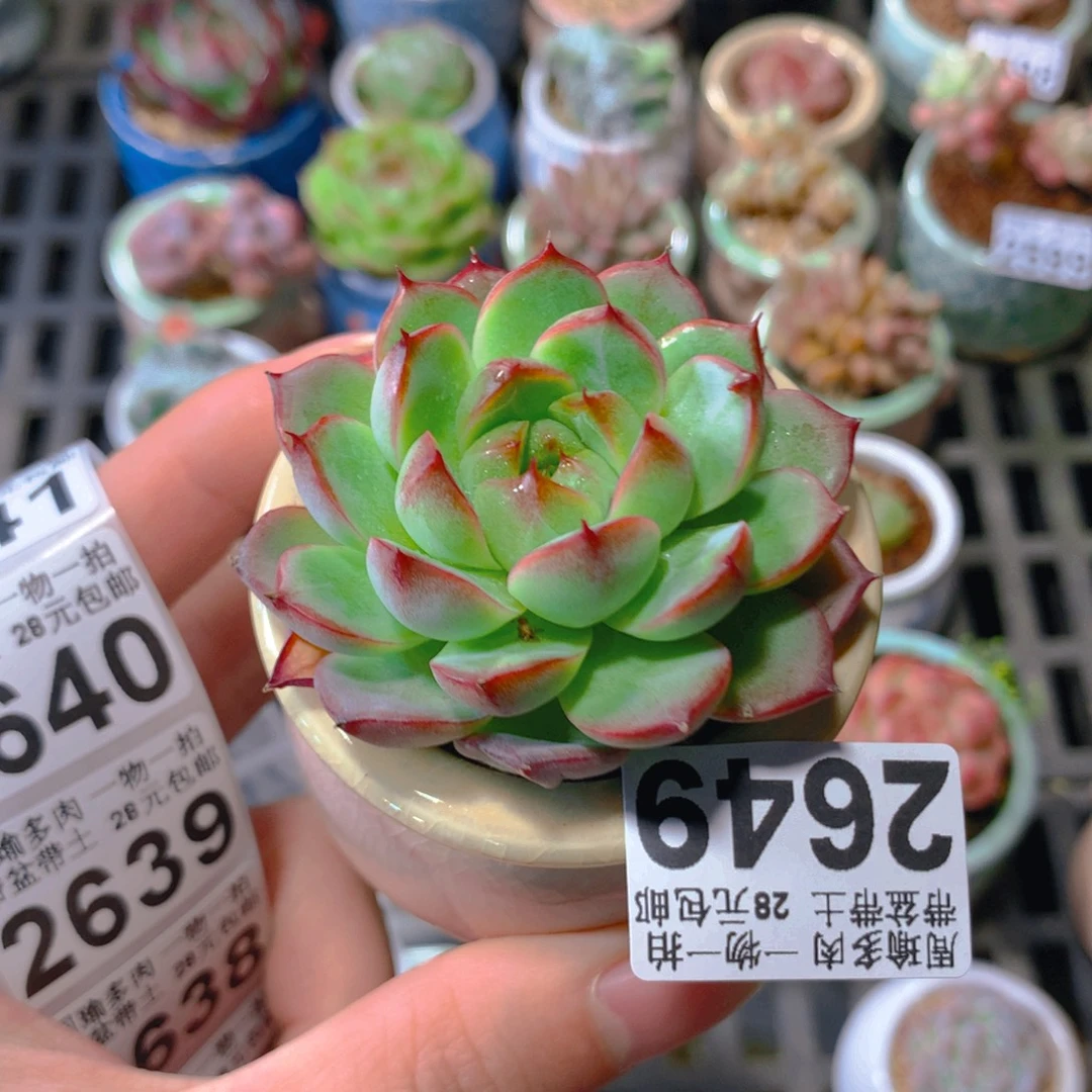 5厘米盆精控多肉2649