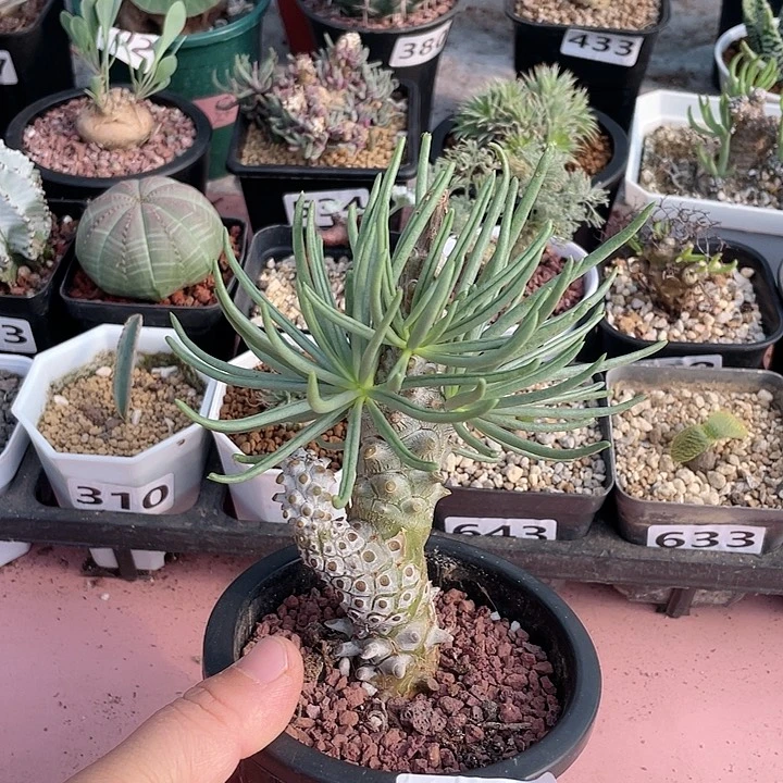 463钟馗块根植物，