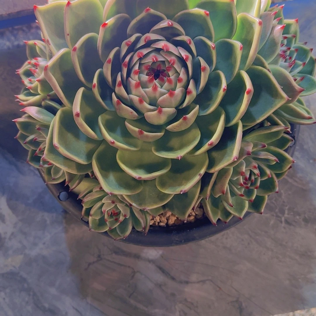 执****1007蓝龙多肉植物