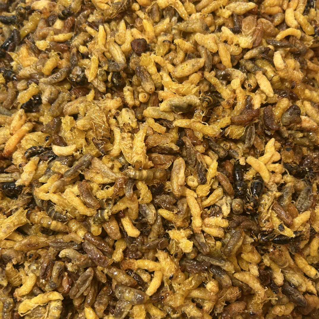 【1234级混合树蜂】【3级有内脏介意慎拍】2025新鲜菜籽油炸树蜂蜂蛹