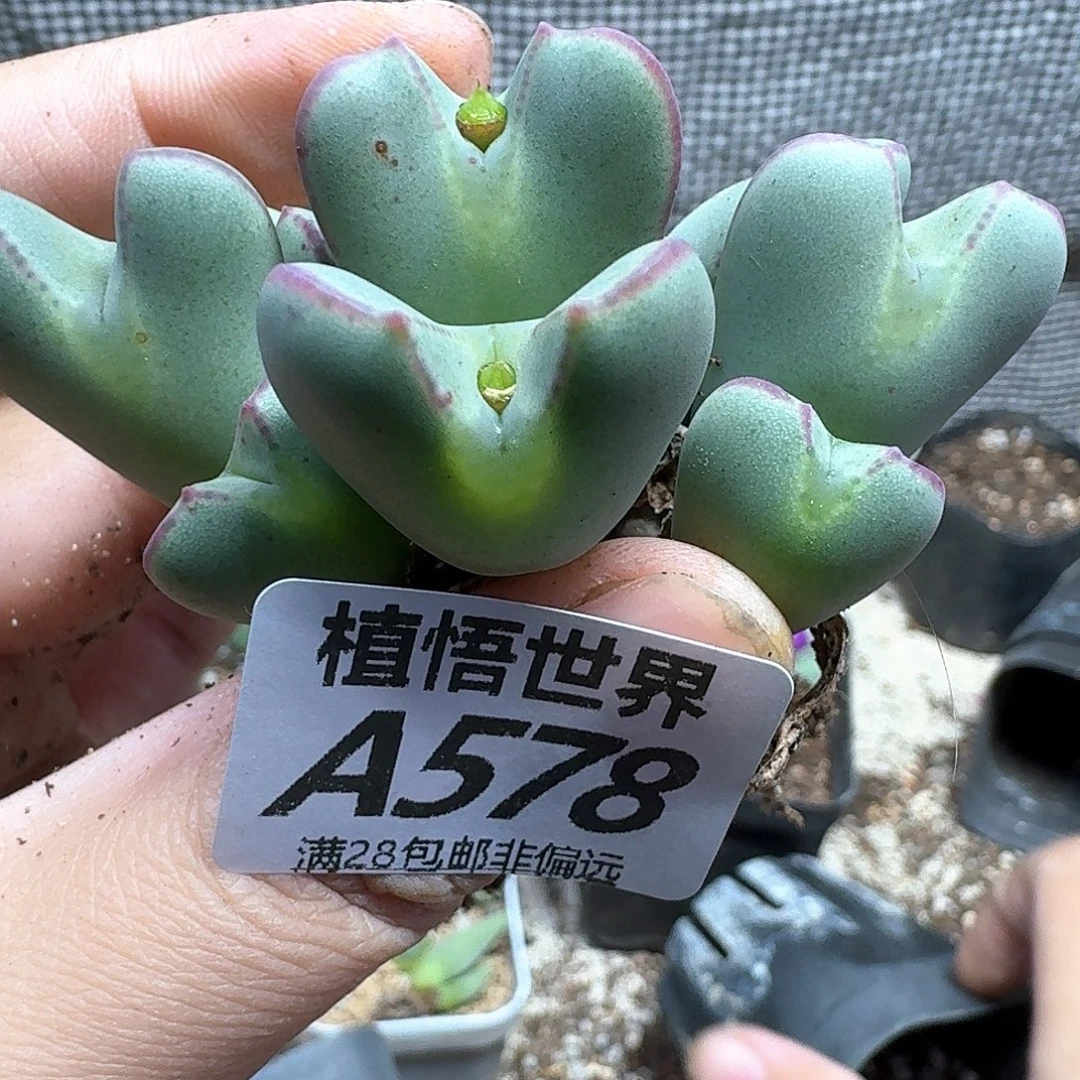 多肉植物的人生fhh