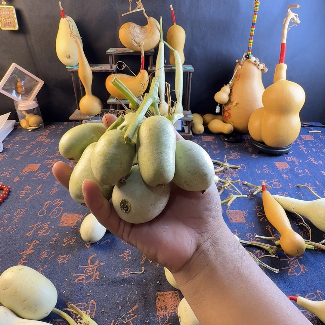 芋***薯葫芦葫芦真的好可爱啊