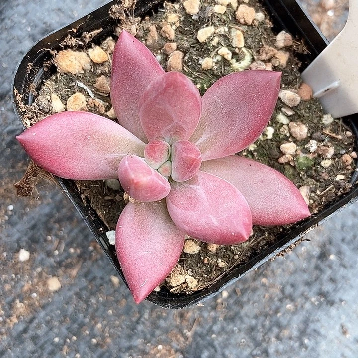 多肉植物赫菲斯托1068
