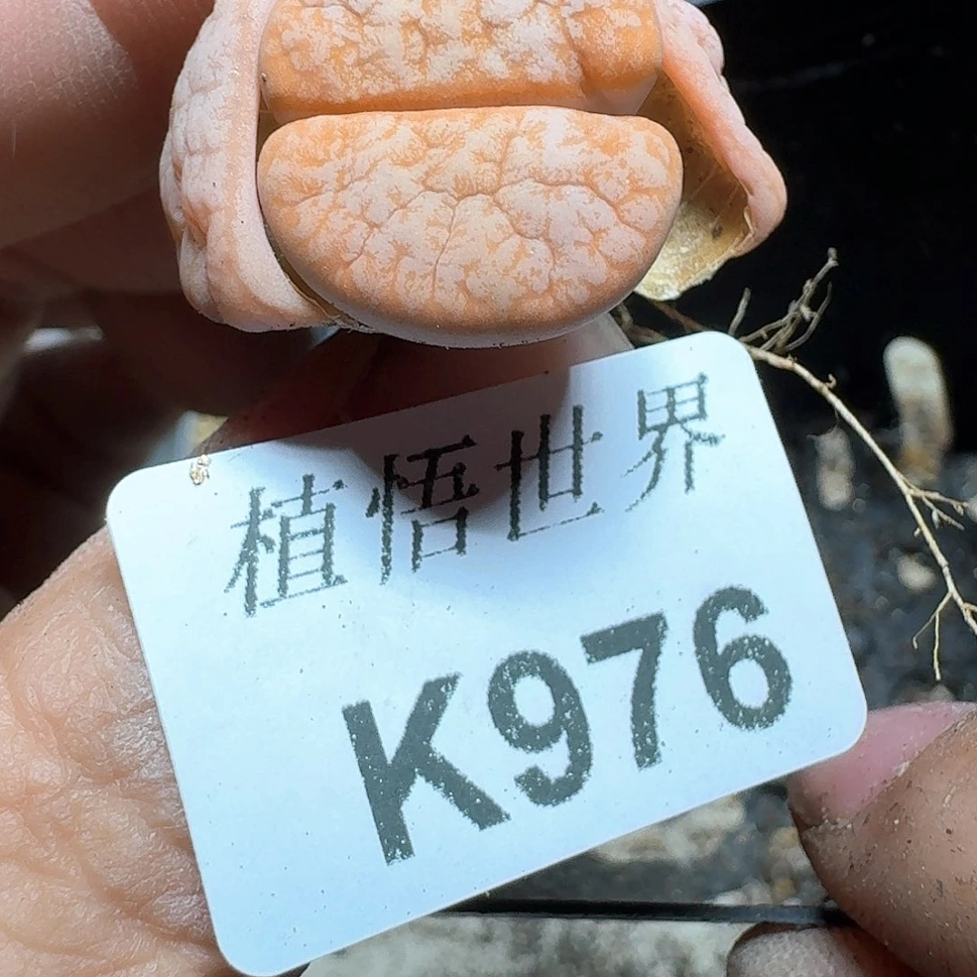 976号多肉植物哇c v