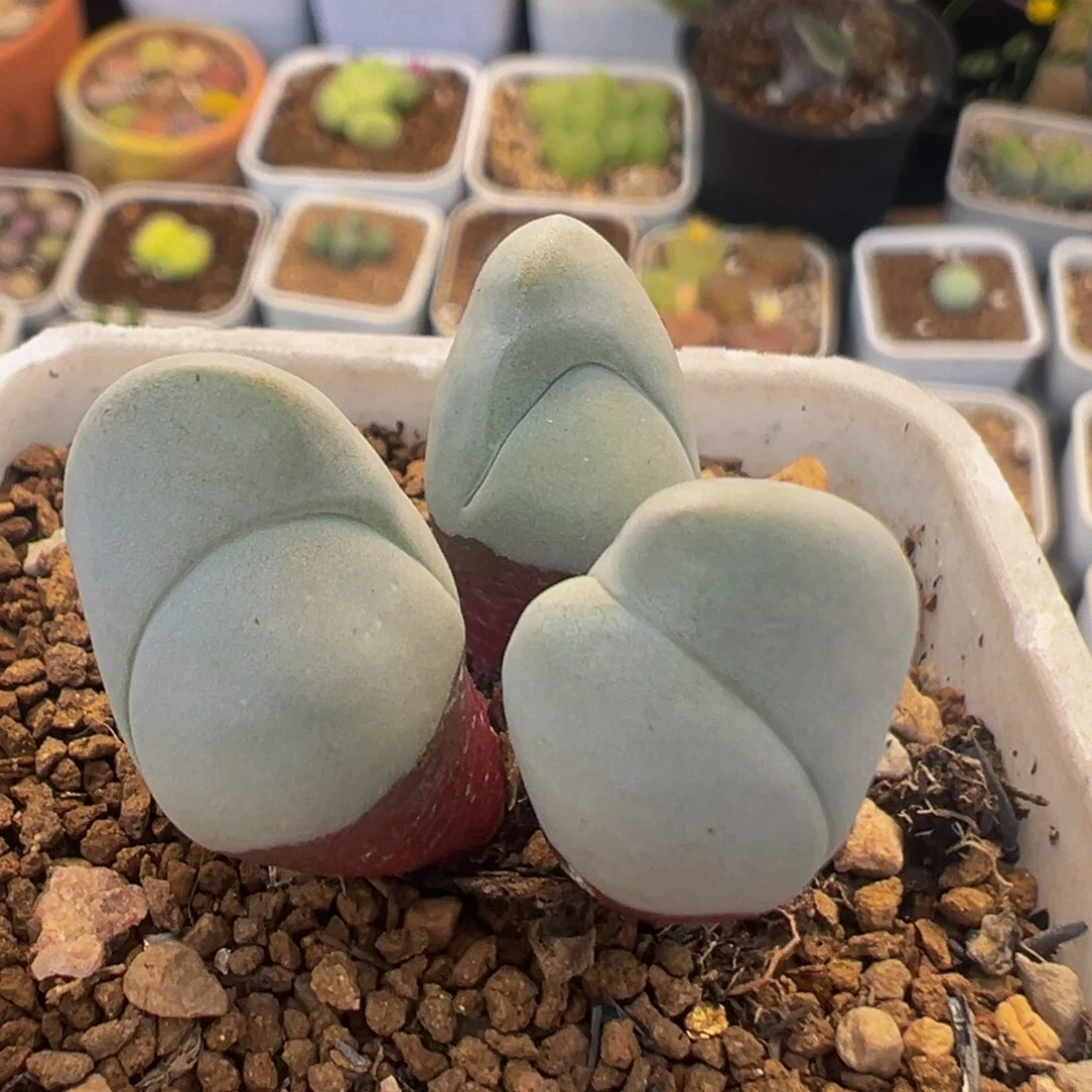 65多肉植物百科白魔