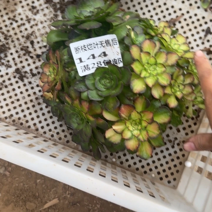 144二号棚无售后七彩海王A