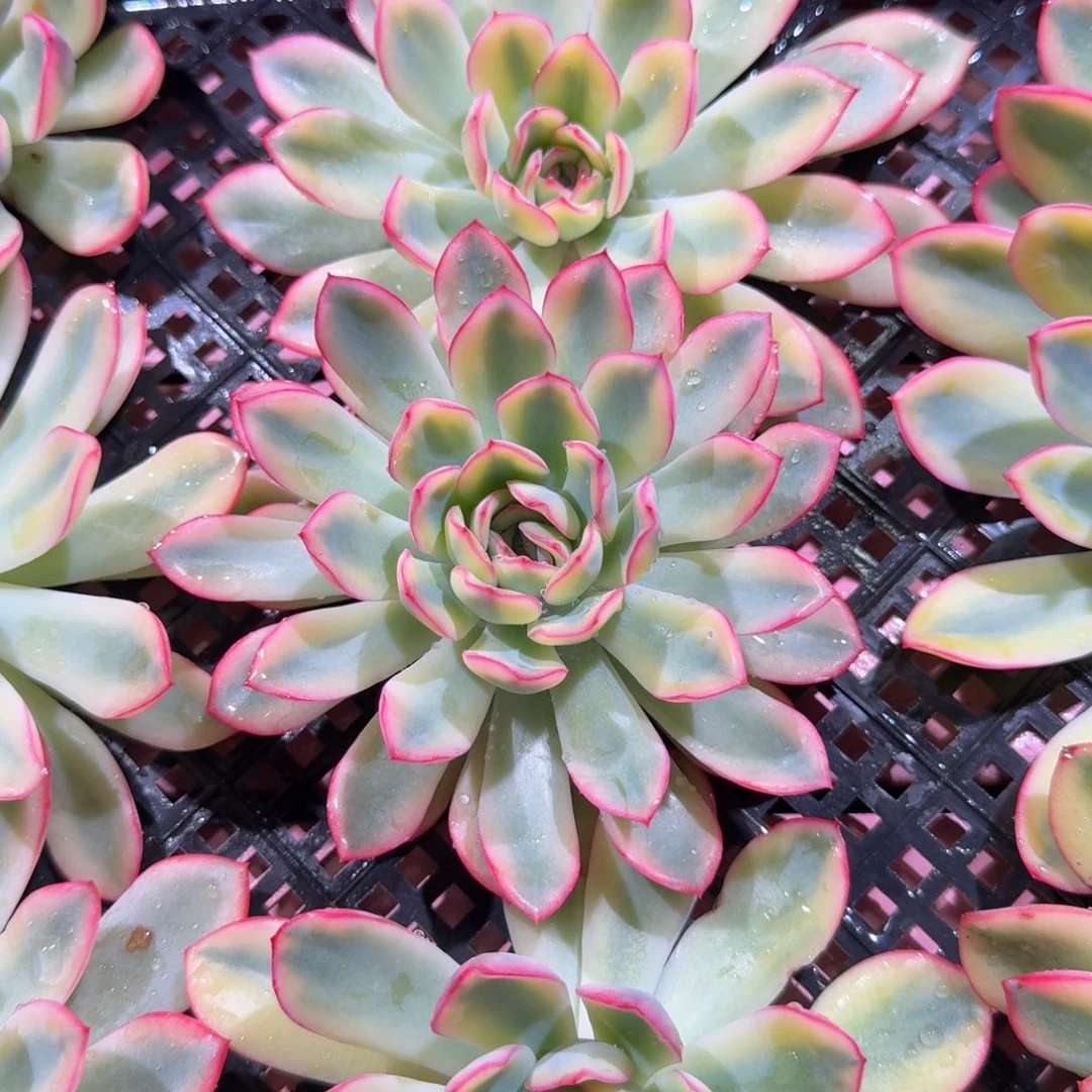 雨燕座锦大头盖随机一颗