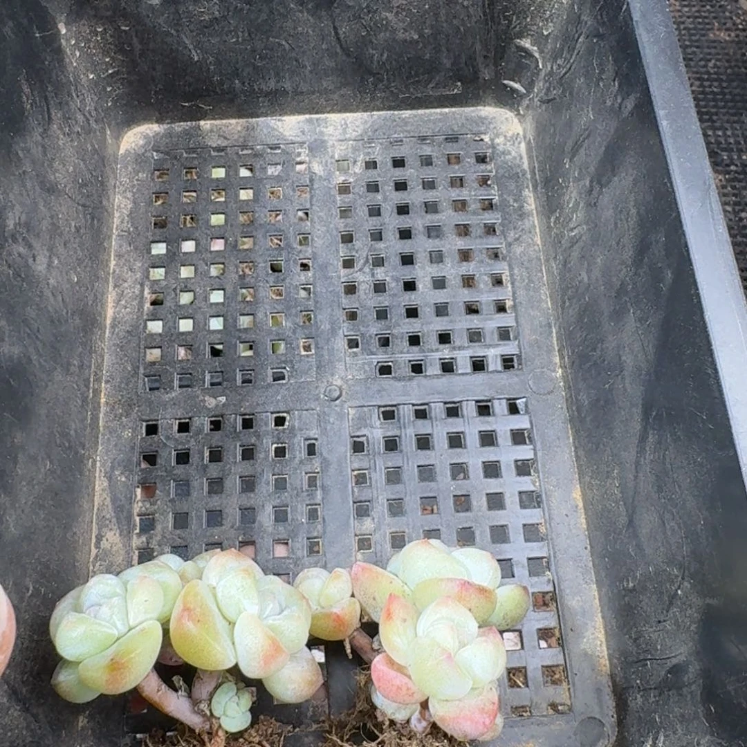 156 号到手一框江北多肉