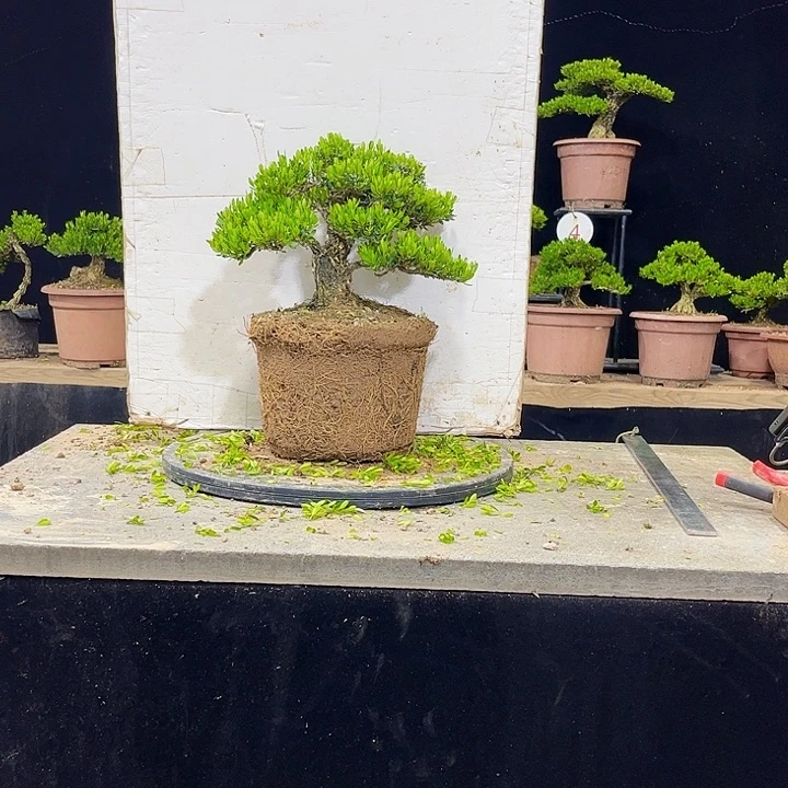 无花朵黄杨盆景四季常绿