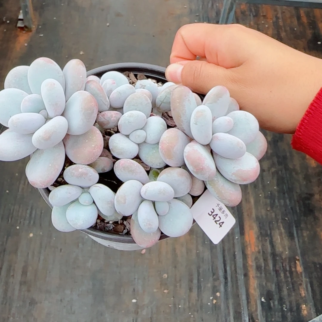 奶酪，3424多肉植物