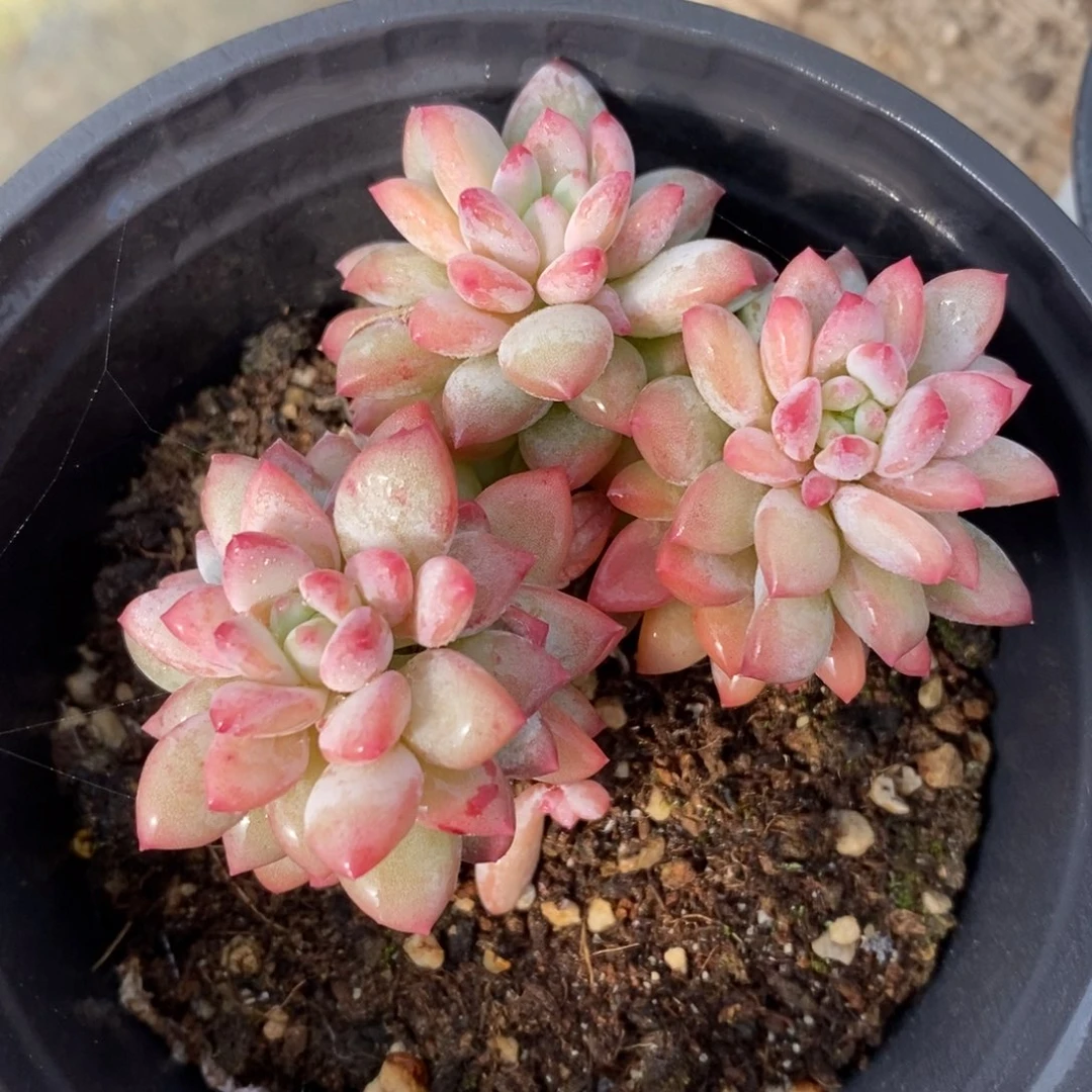 一物一拍多肉植物-冰淇淋