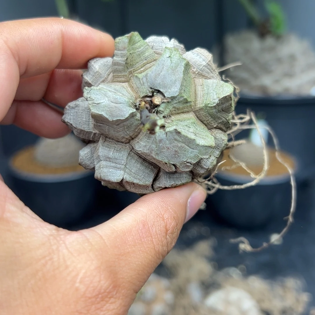 ****精品盆栽养定的龟甲龙