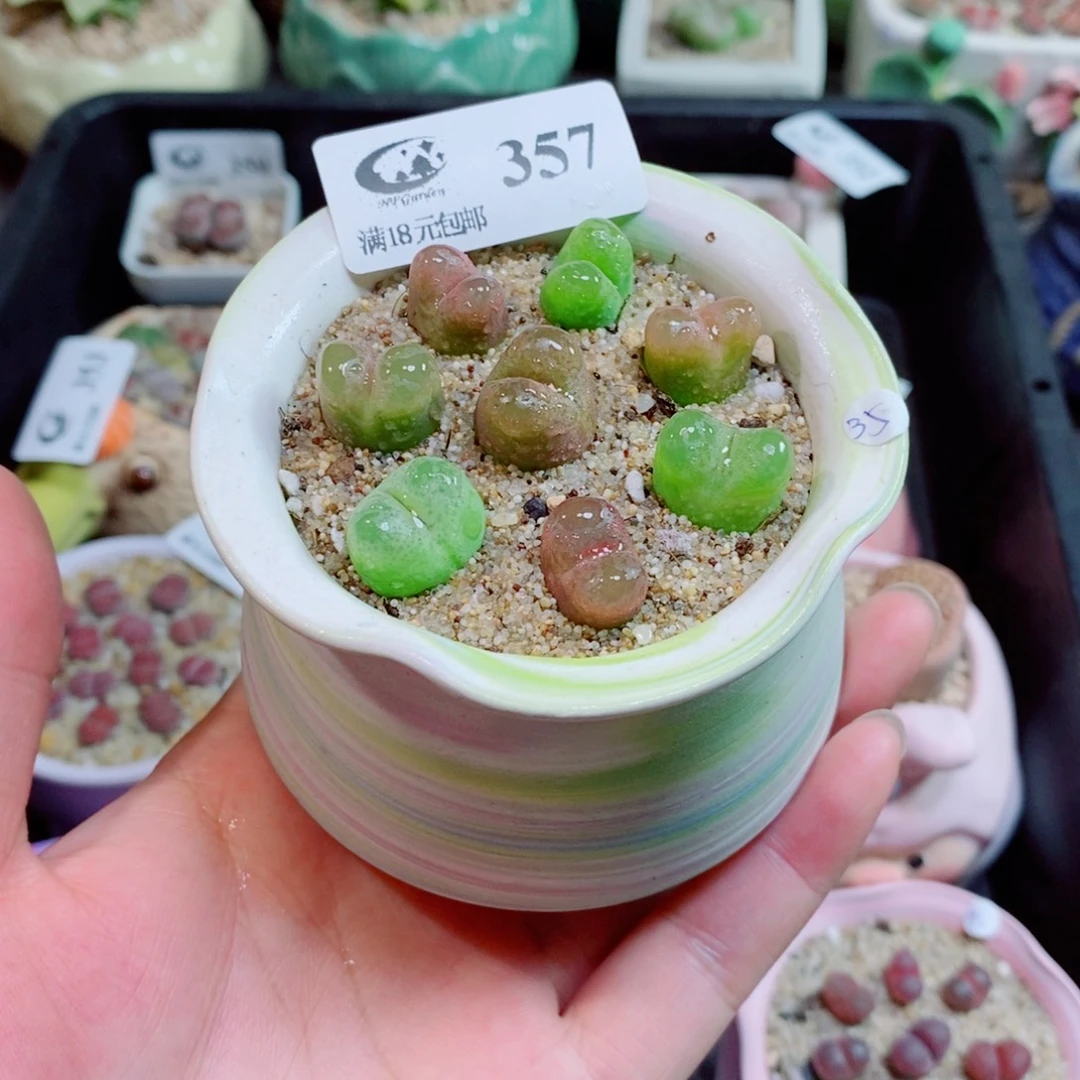 生石花花花花花花357