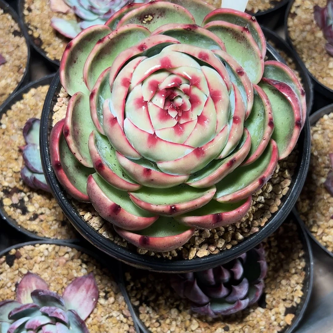 魅***人惊鸿仙子一物一拍6001号