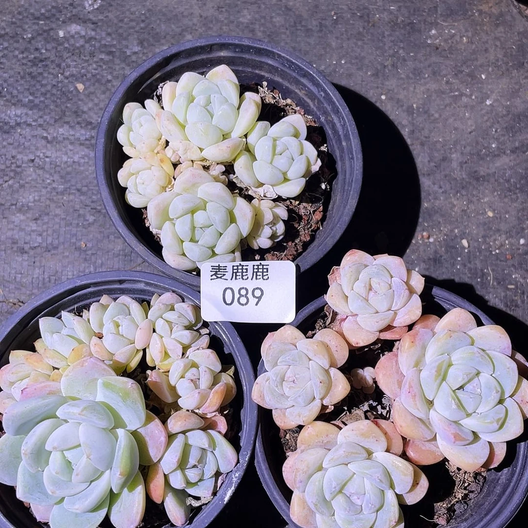 089。 三盆 带盆土。 三头以上发掉小头不售后。