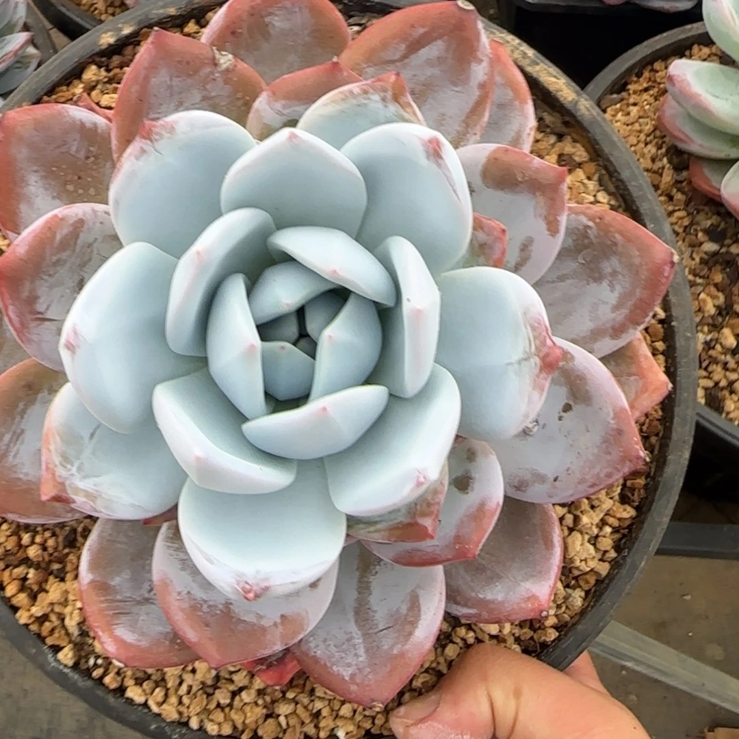 多肉植物一物一拍